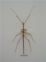 藏品(竹節蟲(1))的圖片